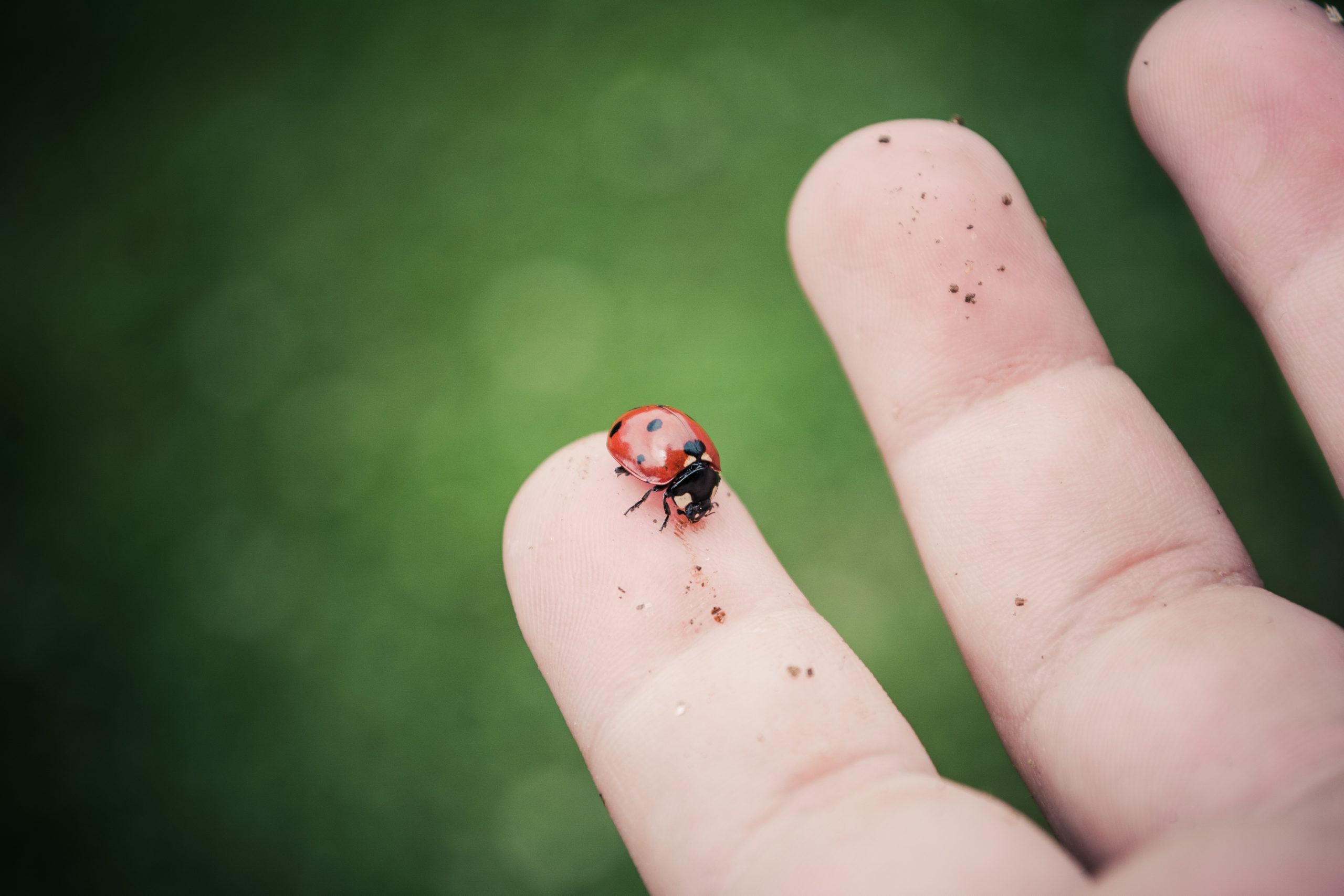 ladybug-2271445