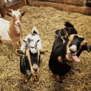 MAK activiteit: Peuters op de boerderij