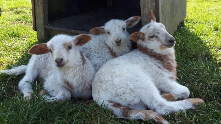 Lammetjes MAK-foto Robin Wiener