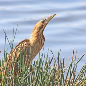 MAK activiteit: Rob en andere rare vogels