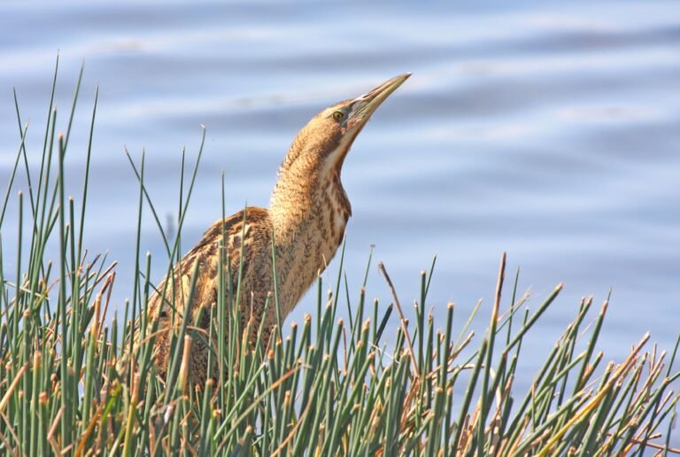 Natuurpark Roerdomp