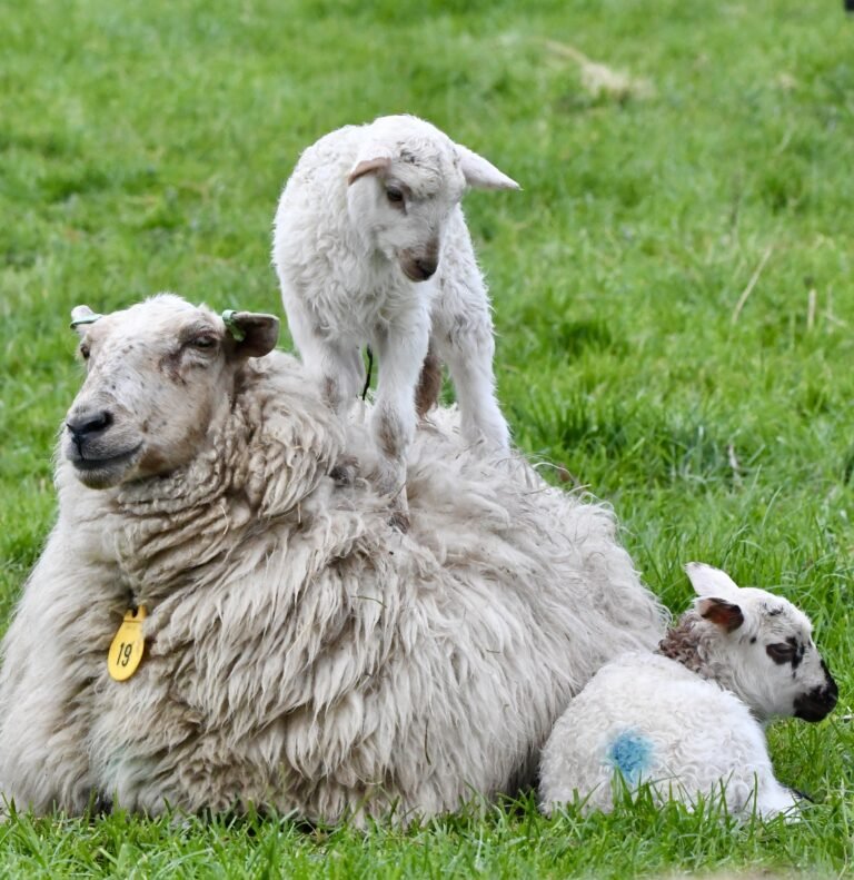 image00012