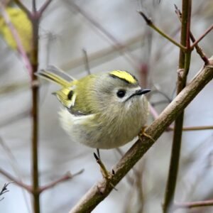 Gastles: "Winter"vogels in vogelvlucht
