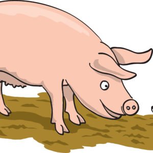 MAK activiteit: Met Lotje mee naar de kijkboerderij