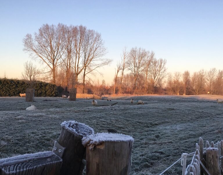 schapen-winter